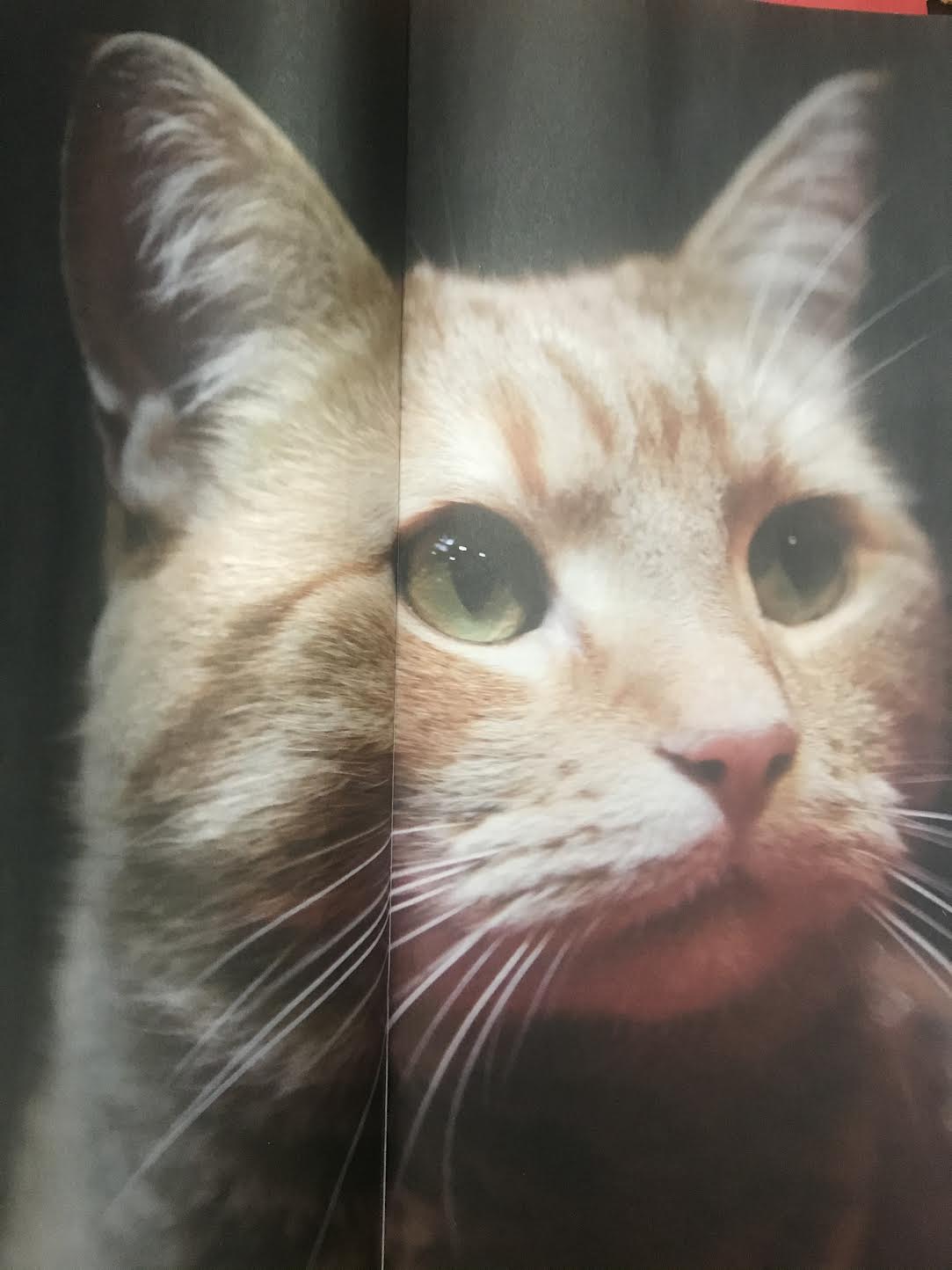 The Big Issue Magazine 1415 (25 June 2020) Street Cat Bob Tribute